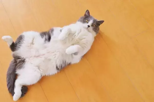 猫があなたの足元で『ゴロンと転がる』理由5選　なぜわざわざ倒れるの？飼い主に伝えたいことがある？