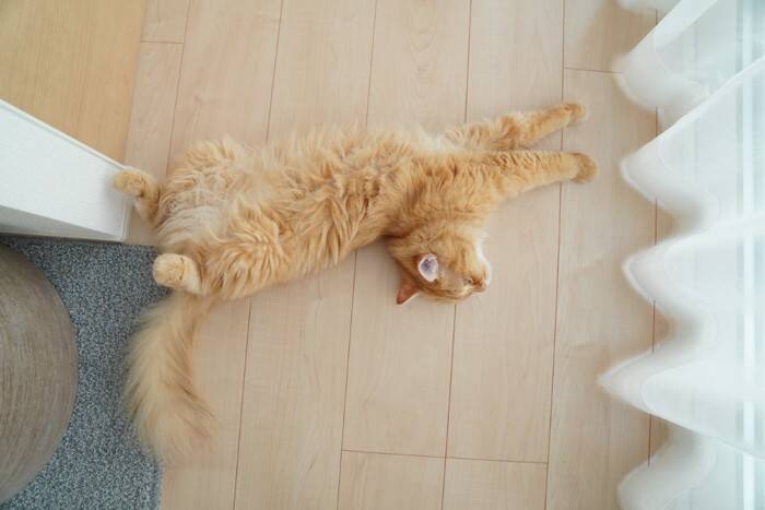 猫があなたの足元で『ゴロンと転がる』理由5選　なぜわざわざ倒れるの？飼い主に伝えたいことがある？