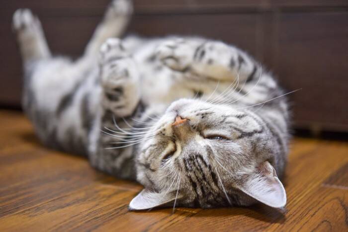 猫があなたの足元で『ゴロンと転がる』理由5選　なぜわざわざ倒れるの？飼い主に伝えたいことがある？