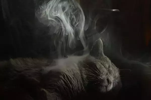 猫を飼うなら『タバコ』を控えるべき3つの理由　寿命にも悪影響を与える？危険性を解説