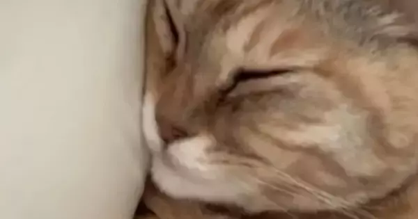 飼い主『仕事に行けない』→毎朝、腕の中で眠る猫…たまらなく可愛い光景に「上には私から説明しとく」「行かなくても許される」と49万再生