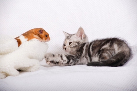 猫と同居させるのは向かない『相性が悪い動物』5種　避けるべき理由や起こりうるトラブルを解説