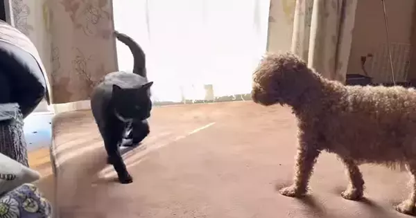 猫が犬の横を通り過ぎるかと思ったら…次の瞬間→思わず笑ってしまうやり取りが6万表示「素晴らしい身のこなしｗ」「足関うまそう」