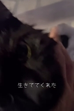 カラスに突かれながら『猫が溺れている』と連絡が…急いで現場に向かった結果→思わず泣ける展開に「号泣しちゃった」「ありがとう」の声