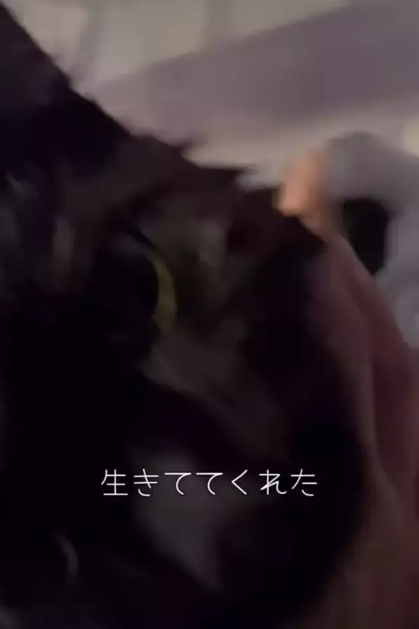 カラスに突かれながら『猫が溺れている』と連絡が…急いで現場に向かった結果→思わず泣ける展開に「号泣しちゃった」「ありがとう」の声