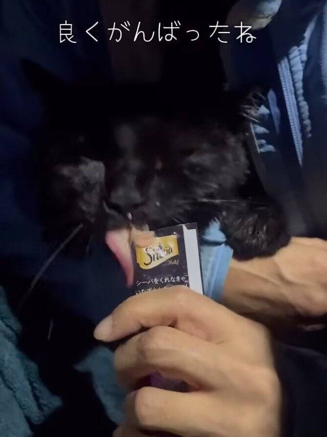 カラスに突かれながら『猫が溺れている』と連絡が…急いで現場に向かった結果→思わず泣ける展開に「号泣しちゃった」「ありがとう」の声