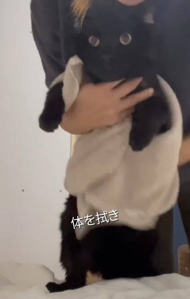 カラスに突かれながら『猫が溺れている』と連絡が…急いで現場に向かった結果→思わず泣ける展開に「号泣しちゃった」「ありがとう」の声