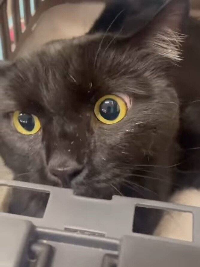 カラスに突かれながら『猫が溺れている』と連絡が…急いで現場に向かった結果→思わず泣ける展開に「号泣しちゃった」「ありがとう」の声