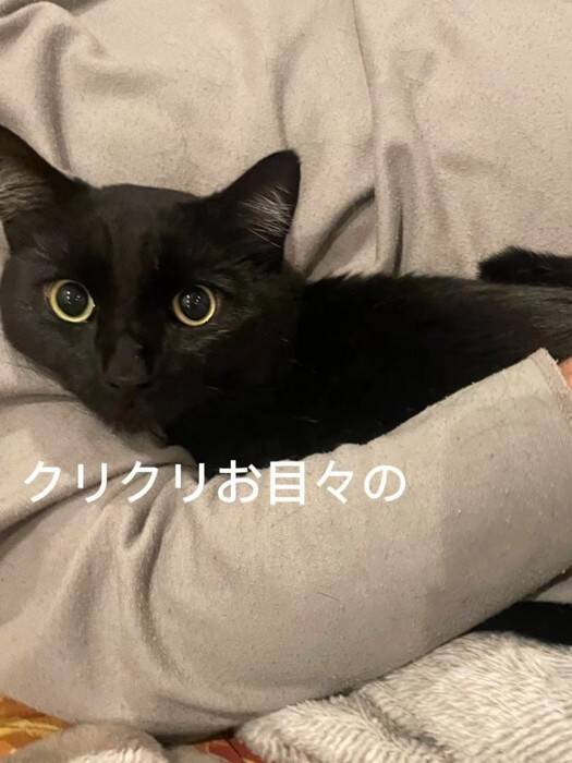 カラスに突かれながら『猫が溺れている』と連絡が…急いで現場に向かった結果→思わず泣ける展開に「号泣しちゃった」「ありがとう」の声