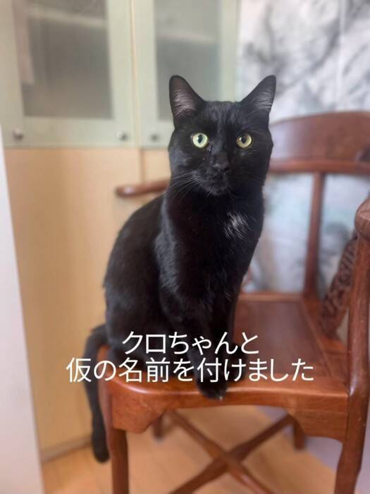 カラスに突かれながら『猫が溺れている』と連絡が…急いで現場に向かった結果→思わず泣ける展開に「号泣しちゃった」「ありがとう」の声