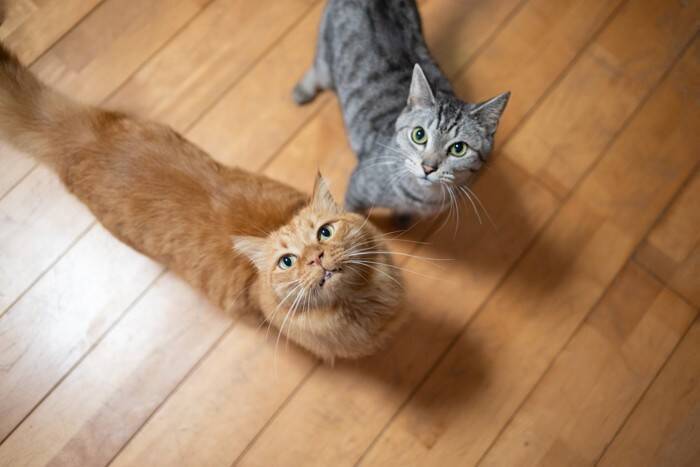 猫を傷つけてしまう『飼い主の裏切り行為』4選　信頼を失う理由から関係改善のコツまで