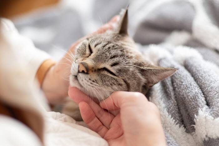 猫を傷つけてしまう『飼い主の裏切り行為』4選　信頼を失う理由から関係改善のコツまで