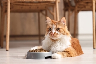 猫の『寿命を延ばす食事』に必要なポイント5つ　取り入れるべき理由や健康を維持するコツまで