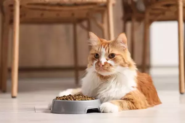 猫の『寿命を延ばす食事』に必要なポイント5つ　取り入れるべき理由や健康を維持するコツまで