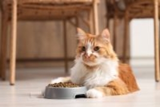 猫の『寿命を延ばす食事』に必要なポイント5つ　取り入れるべき理由や健康を維持するコツまで