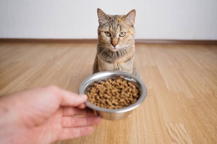 猫の『寿命を延ばす食事』に必要なポイント5つ　取り入れるべき理由や健康を維持するコツまで