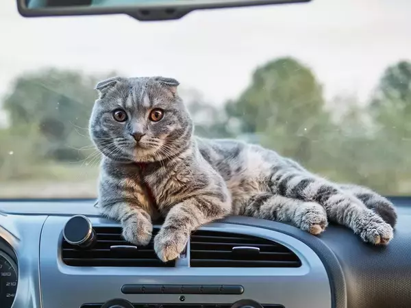 車内でもバイクでも、魅力をふりまいてお客さんを魅了　「タクシー猫」が大人気に　タイ