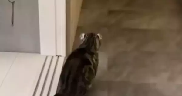 帰宅した飼い主に『気づかない猫』→背後からこっそり近づいた結果…笑ってしまう瞬間が71万再生「ビクってなったｗ」「可愛すぎる」