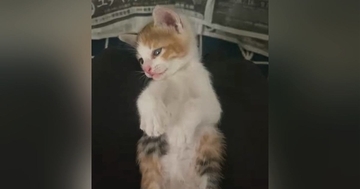 出会ってから4時間しか経っていないのに…保護子猫が見せた『尊すぎる行動』に2万いいね「信頼しきってるｗ」「保護してもらえてよかった」