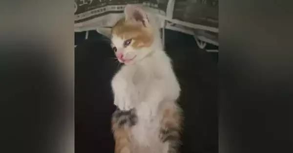 出会ってから4時間しか経っていないのに…保護子猫が見せた『尊すぎる行動』に2万いいね「信頼しきってるｗ」「保護してもらえてよかった」