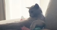ソファでくつろぐ猫→カメラを向けてみたら…『予想外すぎる行動』が134万再生「人間味あっておもろいｗ」「想像以上で笑った」と爆笑の声