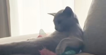 ソファでくつろぐ猫→カメラを向けてみたら…『予想外すぎる行動』が134万再生「人間味あっておもろいｗ」「想像以上で笑った」と爆笑の声