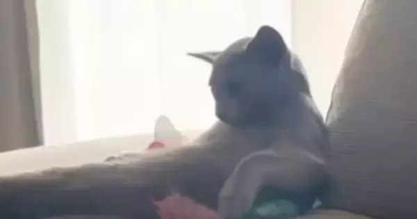 ソファでくつろぐ猫→カメラを向けてみたら…『予想外すぎる行動』が134万再生「人間味あっておもろいｗ」「想像以上で笑った」と爆笑の声