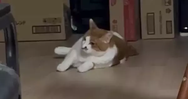 ゴロンと寝転ぼうとしていた猫→次の瞬間、飼い主がいることに気づいて…可愛すぎる行動に「癒されたーｗ」「フッと笑ってしまった」と反響