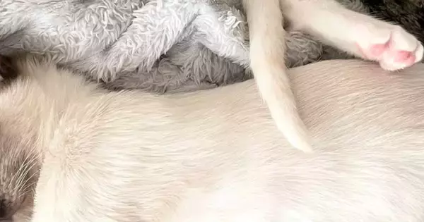 飼い主『もう芸術作品』→スヤスヤと眠っていた子猫たち…驚きの寝姿に「何がどうなってるのｗ」「みんな伸びてるｗ」と1万いいね
