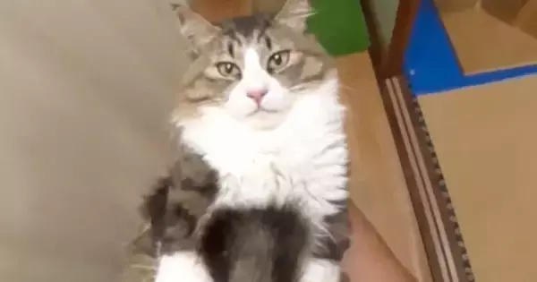 パパに抱き上げられた元野良猫→ゆっくり左右に揺らされると…「でかい赤ちゃんｗ」微笑ましすぎる光景が16万再生「一生見ていたい」