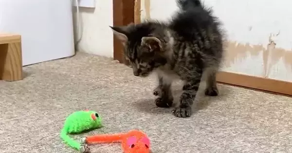ネズミのおもちゃに警戒していた子猫→飼い主がごはんの準備から戻ると…『可愛すぎる光景』に「なんて無防備なｗ」「ずーっと見ていたい」の声