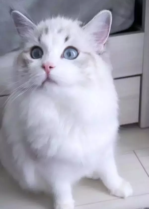 飼い主さんが長風呂していたら、猫が…まさかの『文句を言いに来る姿』が20万再生「可愛すぎる」「猫もヒートショック心配する時代か」の声