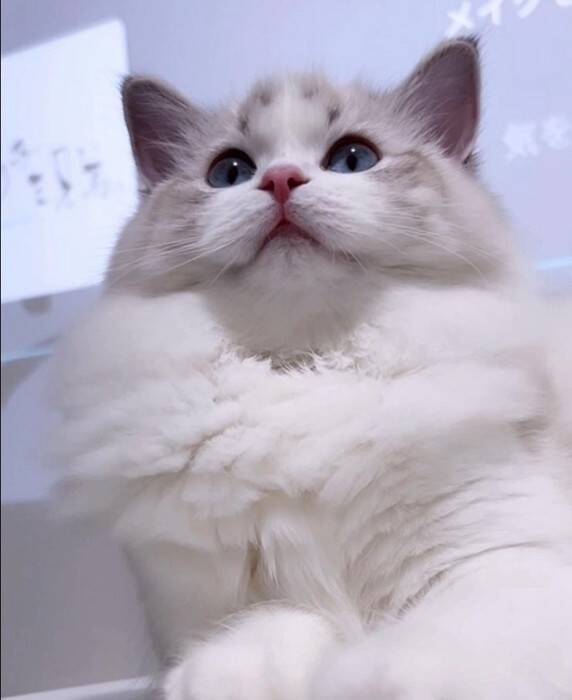 飼い主さんが長風呂していたら、猫が…まさかの『文句を言いに来る姿』が20万再生「可愛すぎる」「猫もヒートショック心配する時代か」の声