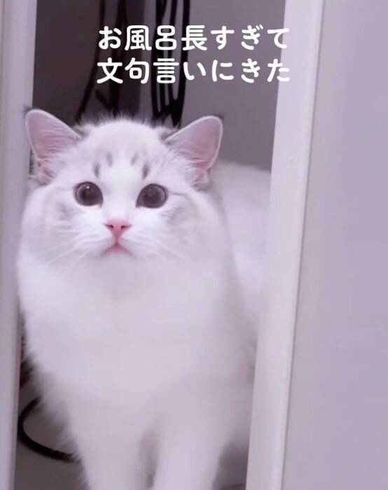 飼い主さんが長風呂していたら、猫が…まさかの『文句を言いに来る姿』が20万再生「可愛すぎる」「猫もヒートショック心配する時代か」の声