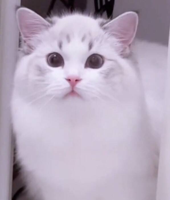 飼い主さんが長風呂していたら、猫が…まさかの『文句を言いに来る姿』が20万再生「可愛すぎる」「猫もヒートショック心配する時代か」の声