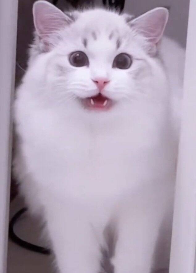 飼い主さんが長風呂していたら、猫が…まさかの『文句を言いに来る姿』が20万再生「可愛すぎる」「猫もヒートショック心配する時代か」の声