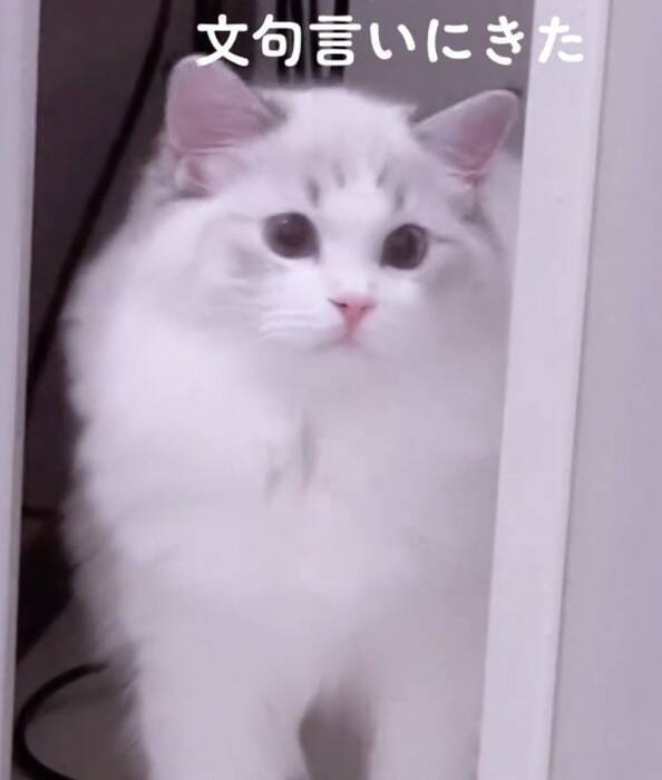 飼い主さんが長風呂していたら、猫が…まさかの『文句を言いに来る姿』が20万再生「可愛すぎる」「猫もヒートショック心配する時代か」の声