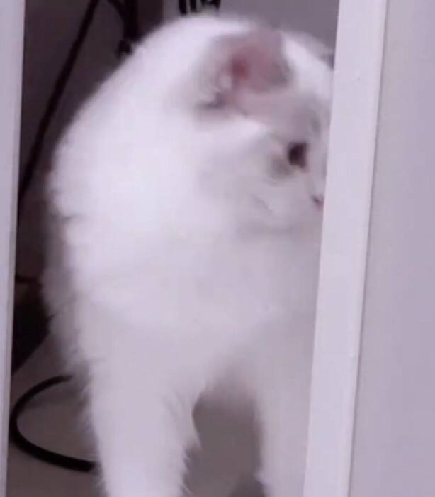 飼い主さんが長風呂していたら、猫が…まさかの『文句を言いに来る姿』が20万再生「可愛すぎる」「猫もヒートショック心配する時代か」の声