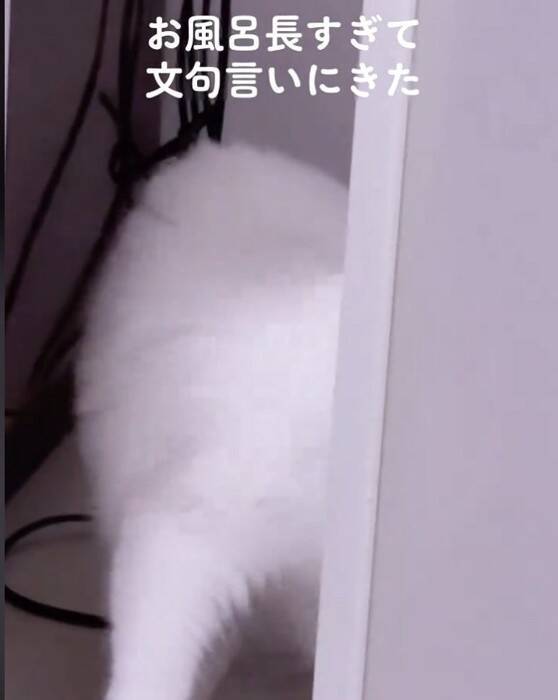 飼い主さんが長風呂していたら、猫が…まさかの『文句を言いに来る姿』が20万再生「可愛すぎる」「猫もヒートショック心配する時代か」の声