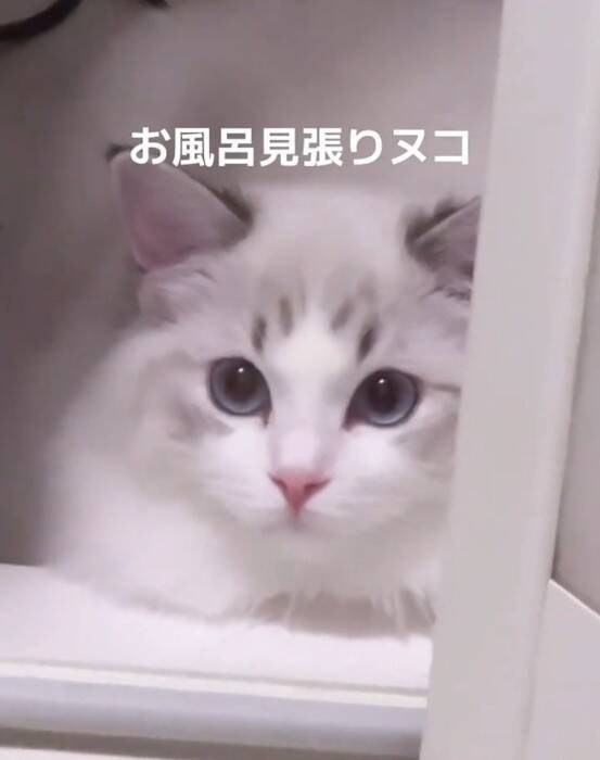 飼い主さんが長風呂していたら、猫が…まさかの『文句を言いに来る姿』が20万再生「可愛すぎる」「猫もヒートショック心配する時代か」の声