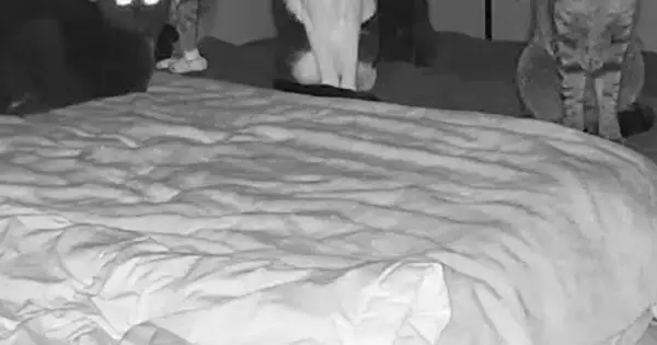 お留守番中の猫たちの様子を見ようと『家のカメラ』を確認した結果…衝撃の光景に10万いいね「目がｗ」「まるでホラーゲーム」と話題