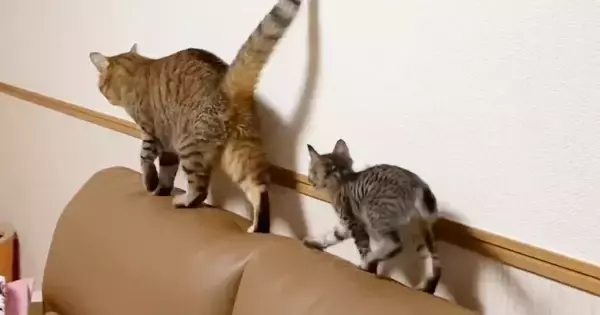 お姉ちゃん猫と遊びたい子猫→しっぽを追いかけ始めて…ほっこりする『日常の様子』に癒される人が続出「遊んであげてるｗ」「仲良しでいいな」