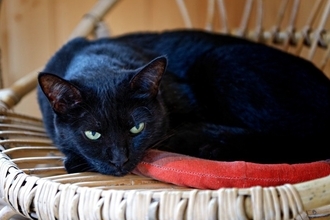 独特の『別名』を持っている猫種3選　名付けられた由来やそれぞれの特徴もご紹介