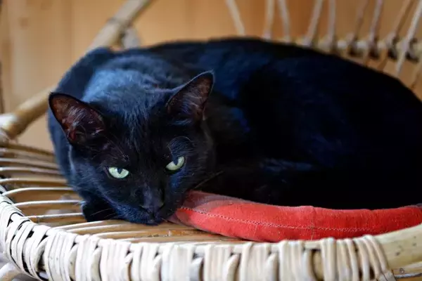 独特の『別名』を持っている猫種3選　名付けられた由来やそれぞれの特徴もご紹介