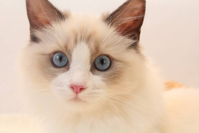 独特の『別名』を持っている猫種3選　名付けられた由来やそれぞれの特徴もご紹介