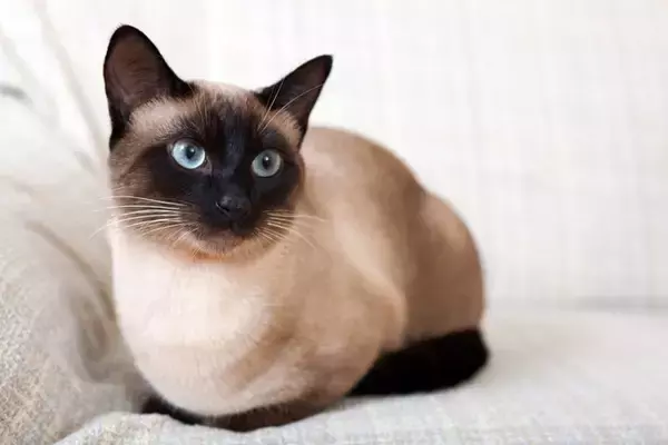 世界各国の『代表的存在』とされている猫種4選　各種のルーツや飼育のポイントまでご紹介