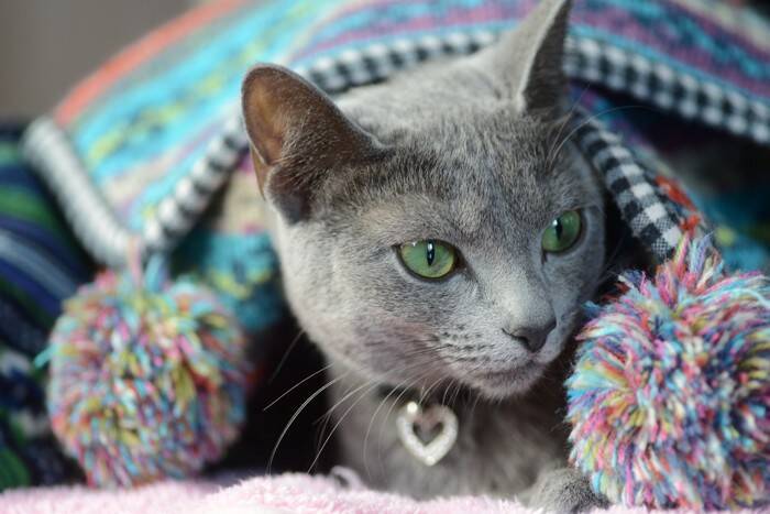 世界各国の『代表的存在』とされている猫種4選　各種のルーツや飼育のポイントまでご紹介