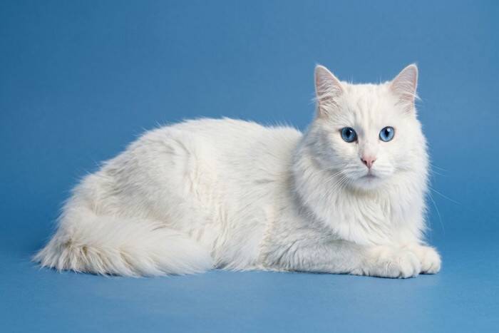 世界各国の『代表的存在』とされている猫種4選　各種のルーツや飼育のポイントまでご紹介