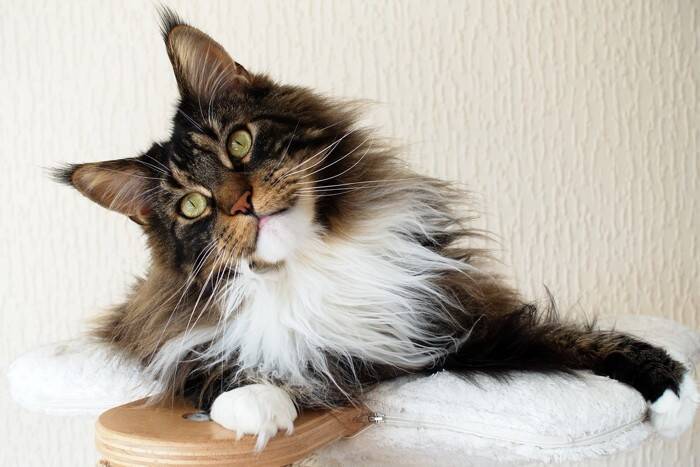 世界各国の『代表的存在』とされている猫種4選　各種のルーツや飼育のポイントまでご紹介