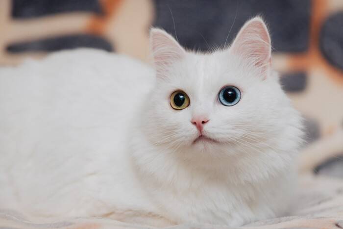 世界各国の『代表的存在』とされている猫種4選　各種のルーツや飼育のポイントまでご紹介